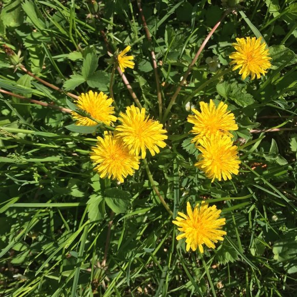 Meet your Posher, Gillian - Picture 1 of 1